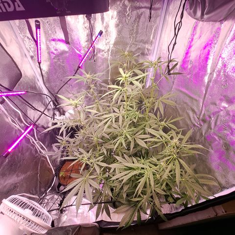 Bubble Kush Automatic growlog timeline photo