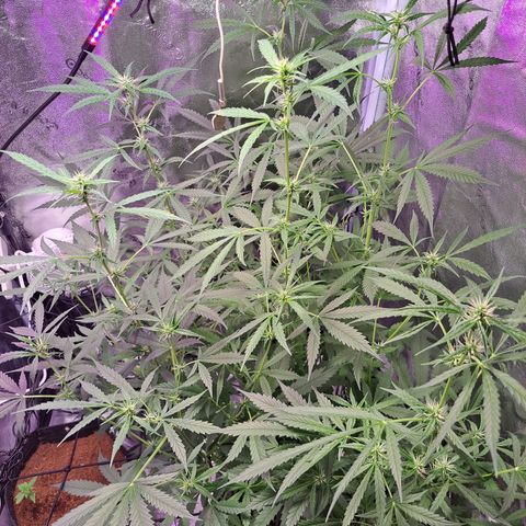 Bubble Kush Automatic growlog timeline photo