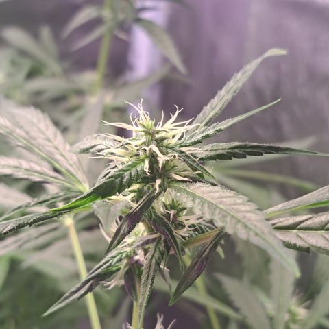 Bubble Kush Automatic growlog timeline photo