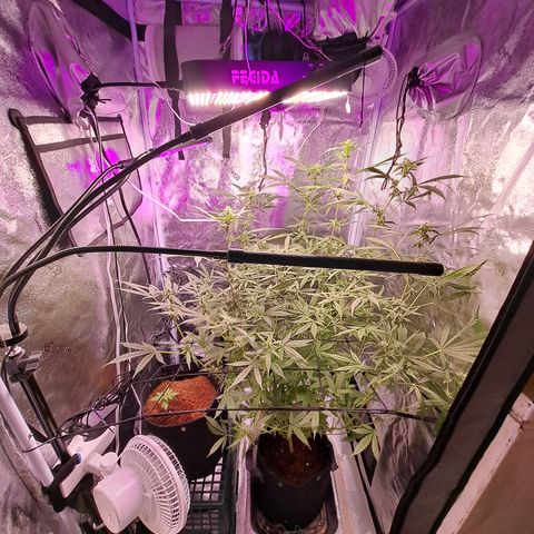 Bubble Kush Automatic growlog timeline photo