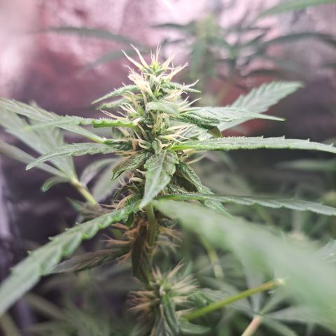 Bubble Kush Automatic growlog timeline photo