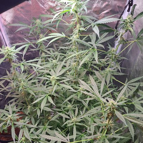 Bubble Kush Automatic growlog timeline photo
