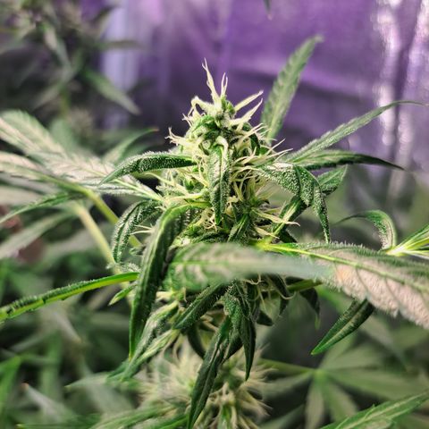 Bubble Kush Automatic growlog timeline photo