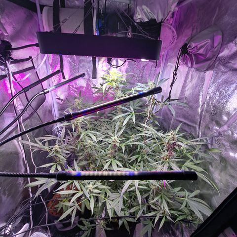 Bubble Kush Automatic growlog timeline photo