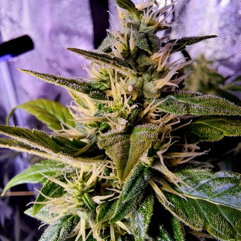 Bubble Kush Automatic growlog timeline photo