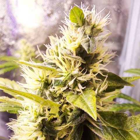 Bubble Kush Automatic growlog timeline photo