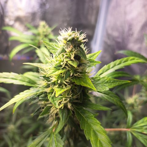 Bubble Kush Automatic growlog timeline photo