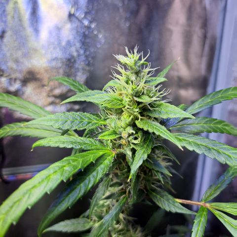 Bubble Kush Automatic growlog timeline photo