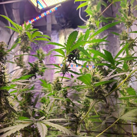 Bubble Kush Automatic growlog timeline photo