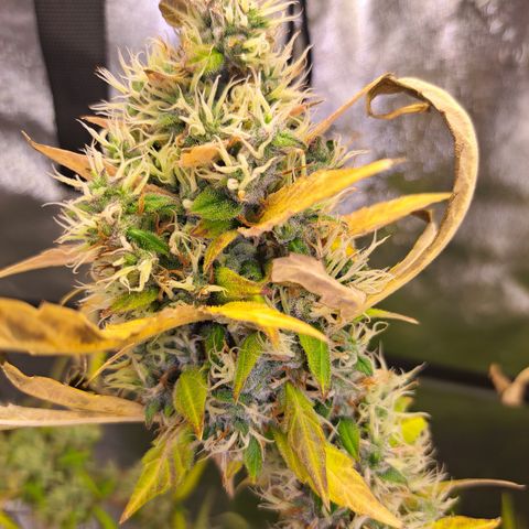 Bubble Kush Automatic growlog timeline photo
