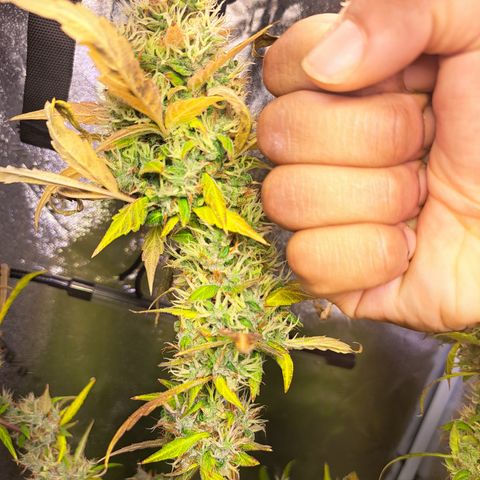 Bubble Kush Automatic growlog timeline photo