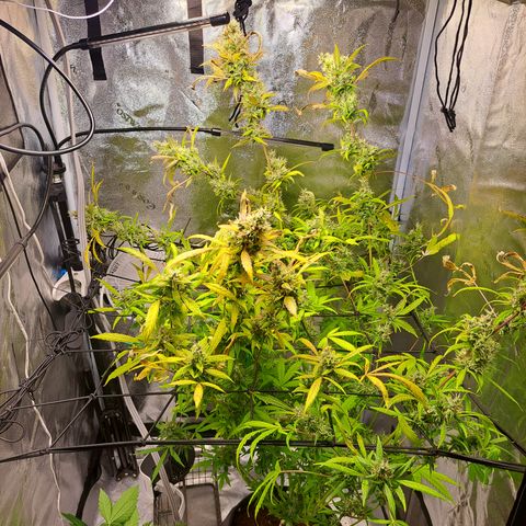 Bubble Kush Automatic growlog timeline photo
