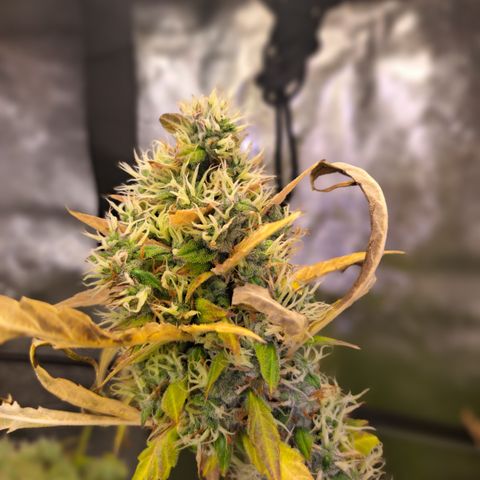 Bubble Kush Automatic growlog timeline photo