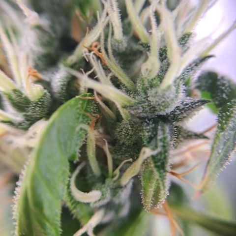 Bubble Kush Automatic growlog timeline photo