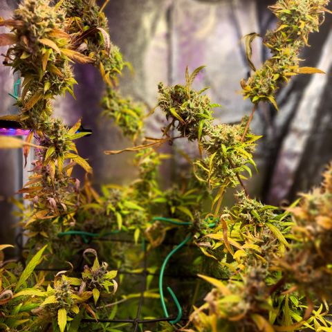 Bubble Kush Automatic growlog timeline photo