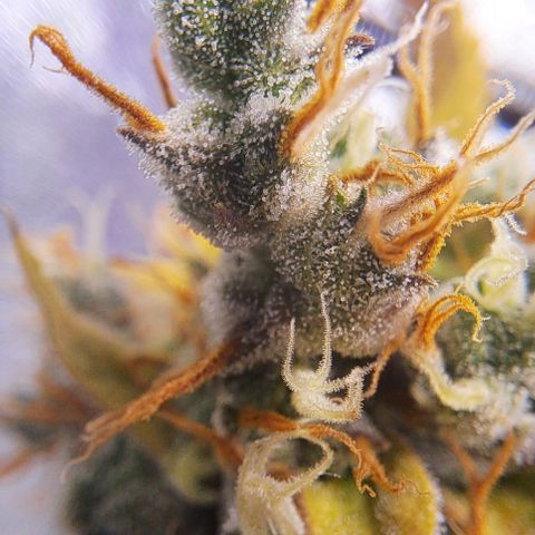 Bubble Kush Automatic growlog timeline photo