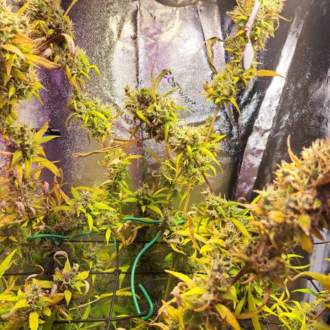 Bubble Kush Automatic growlog timeline photo