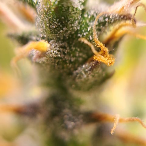 Bubble Kush Automatic growlog timeline photo