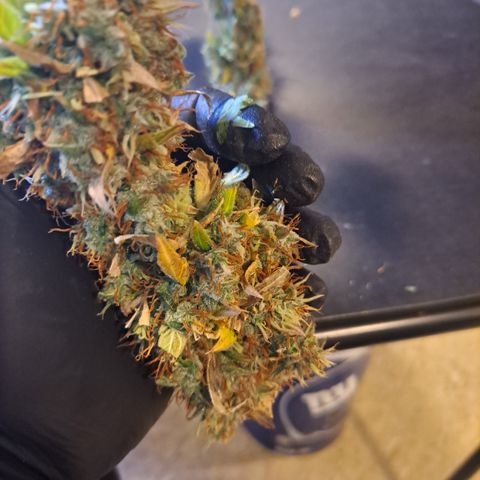 Bubble Kush Automatic growlog timeline photo