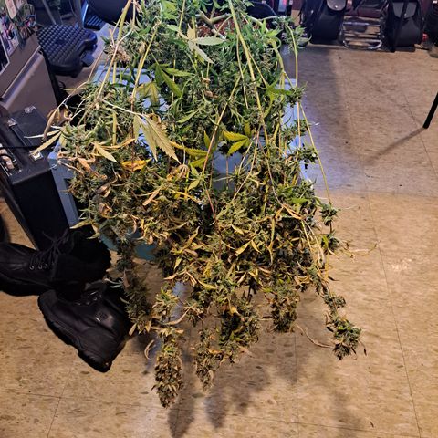 Bubble Kush Automatic growlog timeline photo