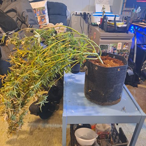 Bubble Kush Automatic growlog timeline photo