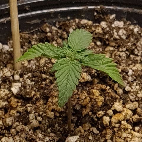Tropa de Elite growlog timeline photo