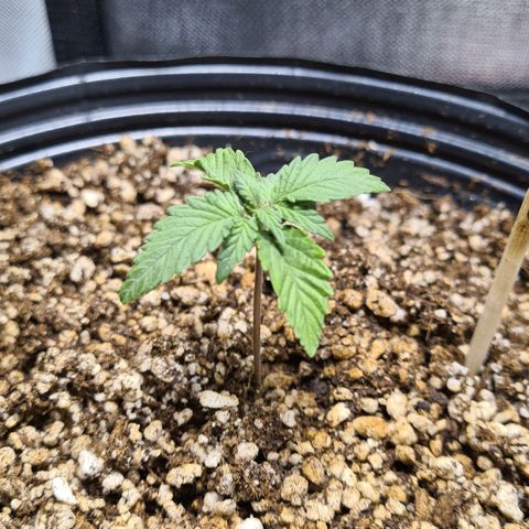 Tropa de Elite growlog timeline photo