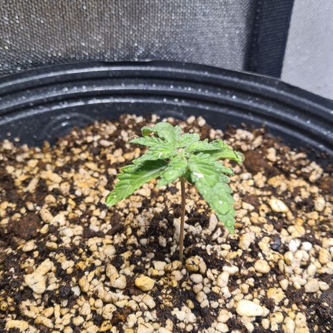Tropa de Elite growlog timeline photo