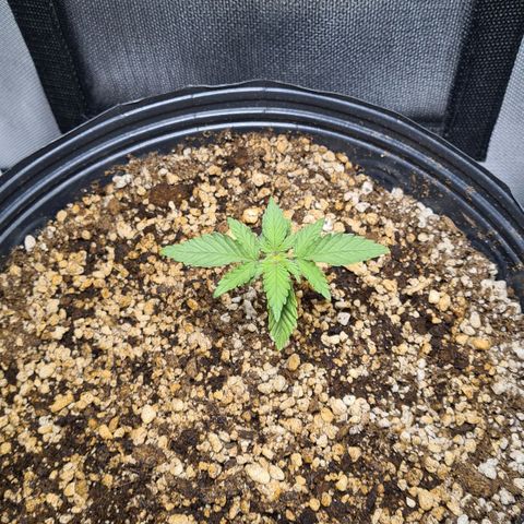 Tropa de Elite growlog photo: Leaves started looking a bit yellowish but seems to be developing