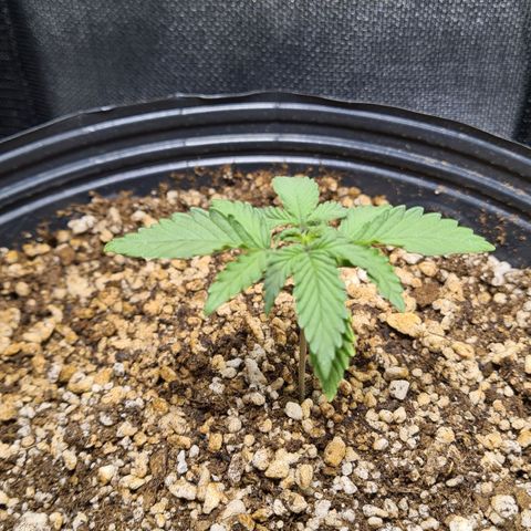 Tropa de Elite growlog timeline photo