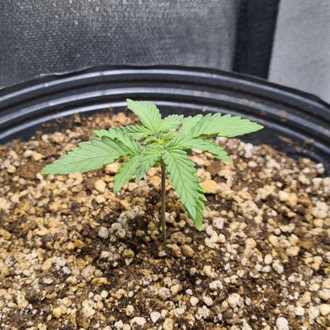 Tropa de Elite growlog timeline photo