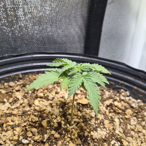 Tropa de Elite growlog photo: Soil feels damp, not watering it today