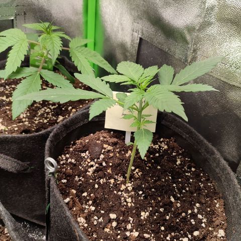 Jack Herer Automatic growlog timeline photo