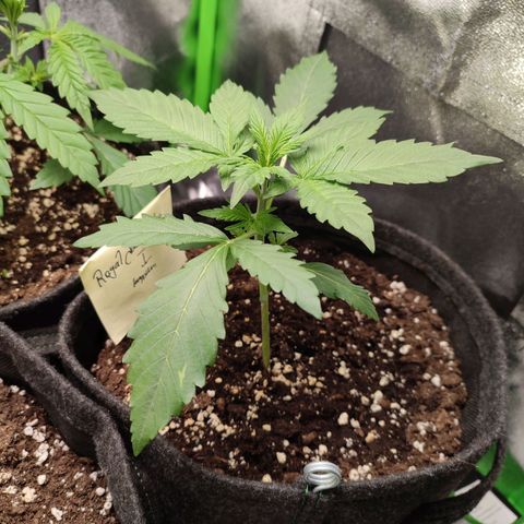 Jack Herer Automatic growlog timeline photo