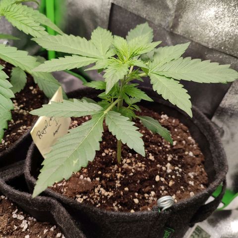 Jack Herer Automatic growlog timeline photo