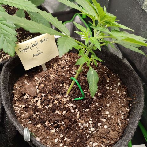 Jack Herer Automatic growlog timeline photo