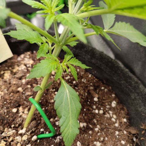 Jack Herer Automatic growlog timeline photo