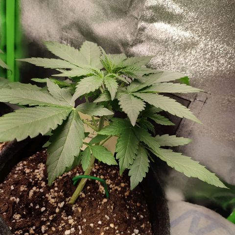 Jack Herer Automatic growlog timeline photo