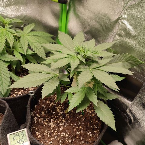 Jack Herer Automatic growlog timeline photo