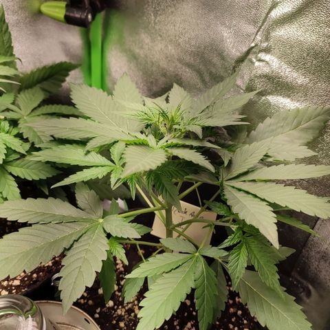 Jack Herer Automatic growlog timeline photo