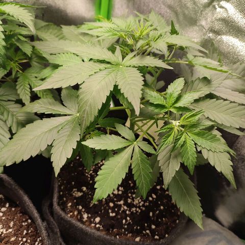 Jack Herer Automatic growlog timeline photo