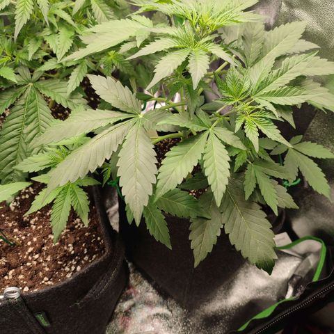 Jack Herer Automatic growlog timeline photo