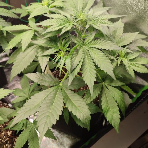 Jack Herer Automatic growlog timeline photo