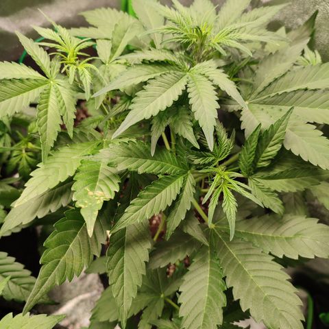 Jack Herer Automatic growlog timeline photo