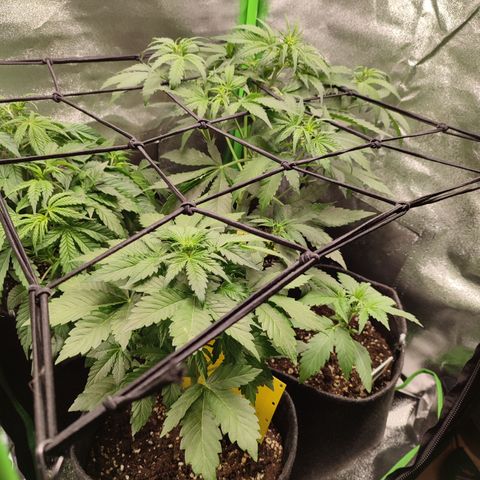 Jack Herer Automatic growlog timeline photo