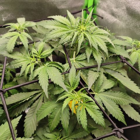 Jack Herer Automatic growlog timeline photo