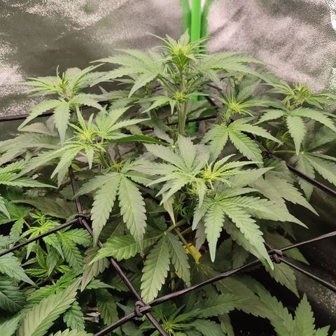 Jack Herer Automatic growlog timeline photo