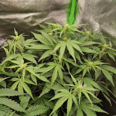 Jack Herer Automatic growlog timeline photo