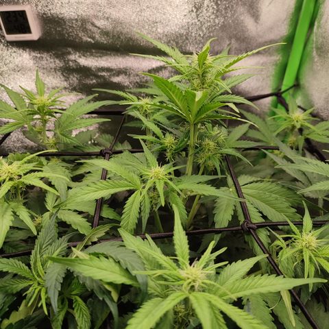Jack Herer Automatic growlog timeline photo