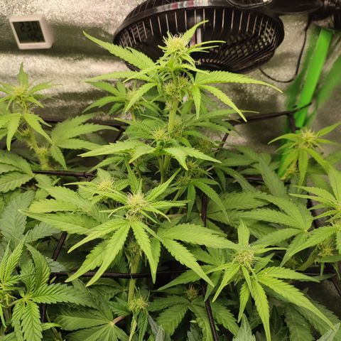Jack Herer Automatic growlog timeline photo